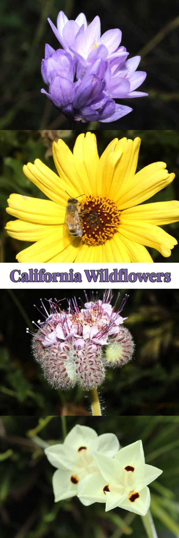 California Wildflowers Bookmark