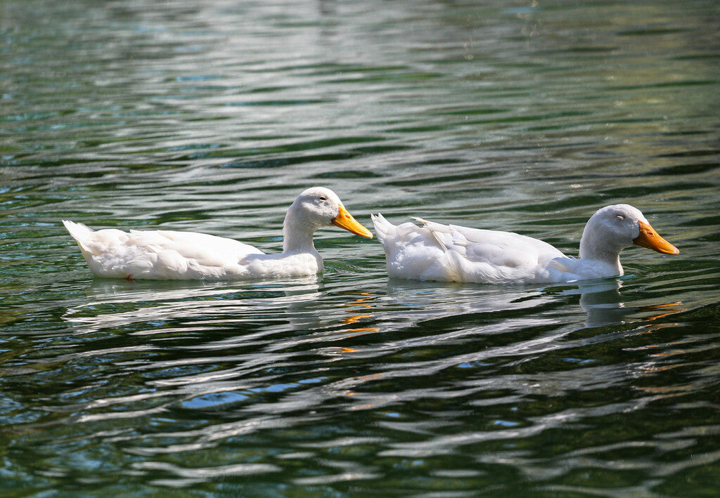 Mallard Prints