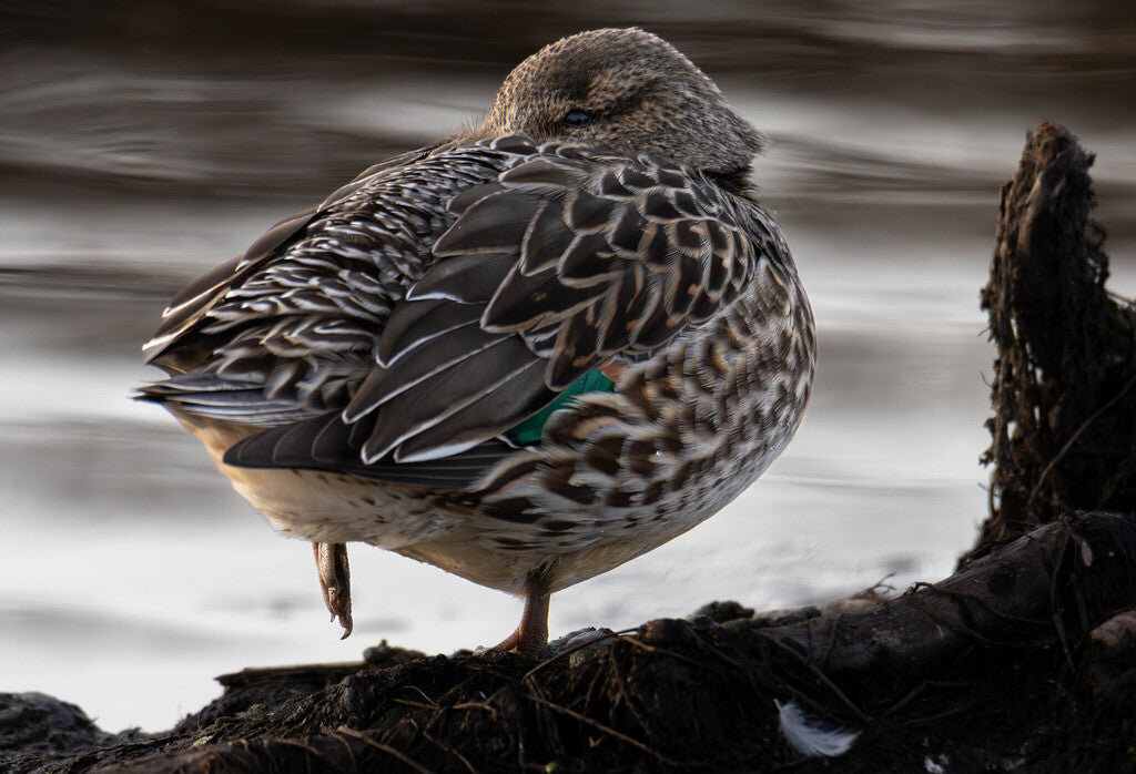 Green-winged Teal Prints