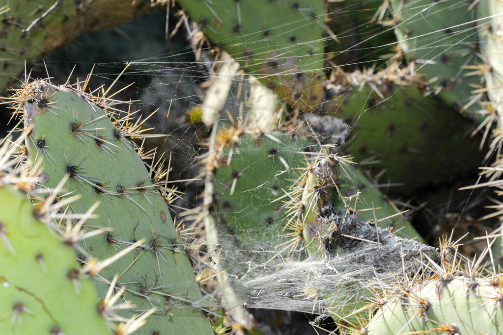 Coastal Pricklypear Prints