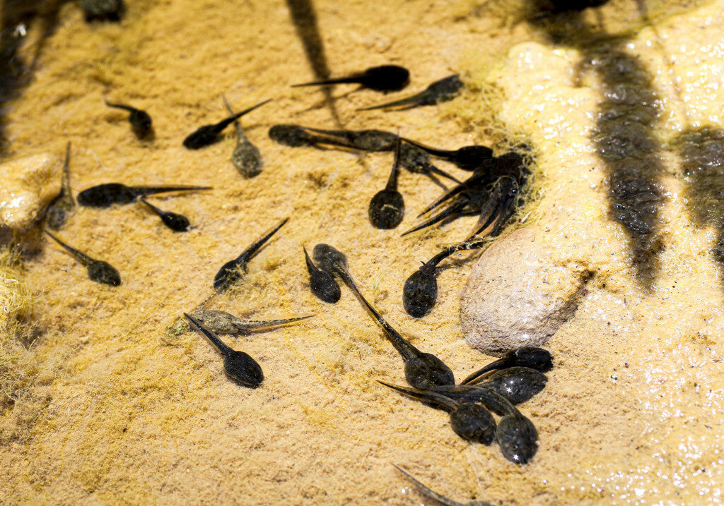Western Toad Prints