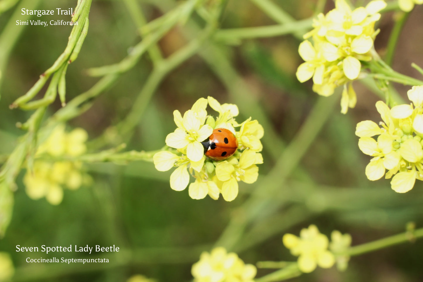 Seven Spotted Lady Beetle Post Card