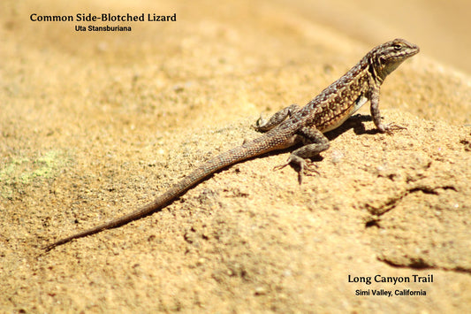 Western Side-blotched Lizard Post Card