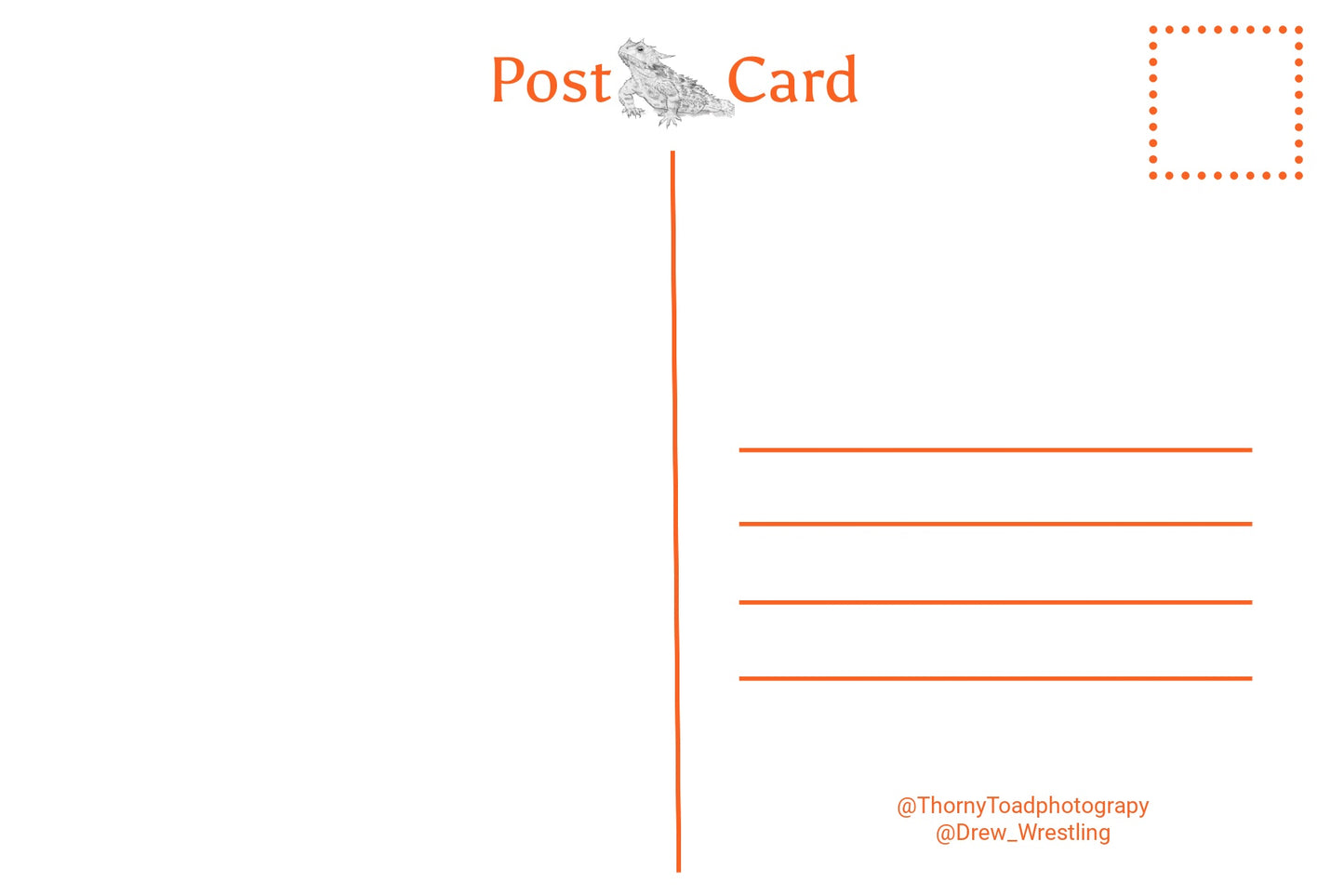 Western Gull Post Card