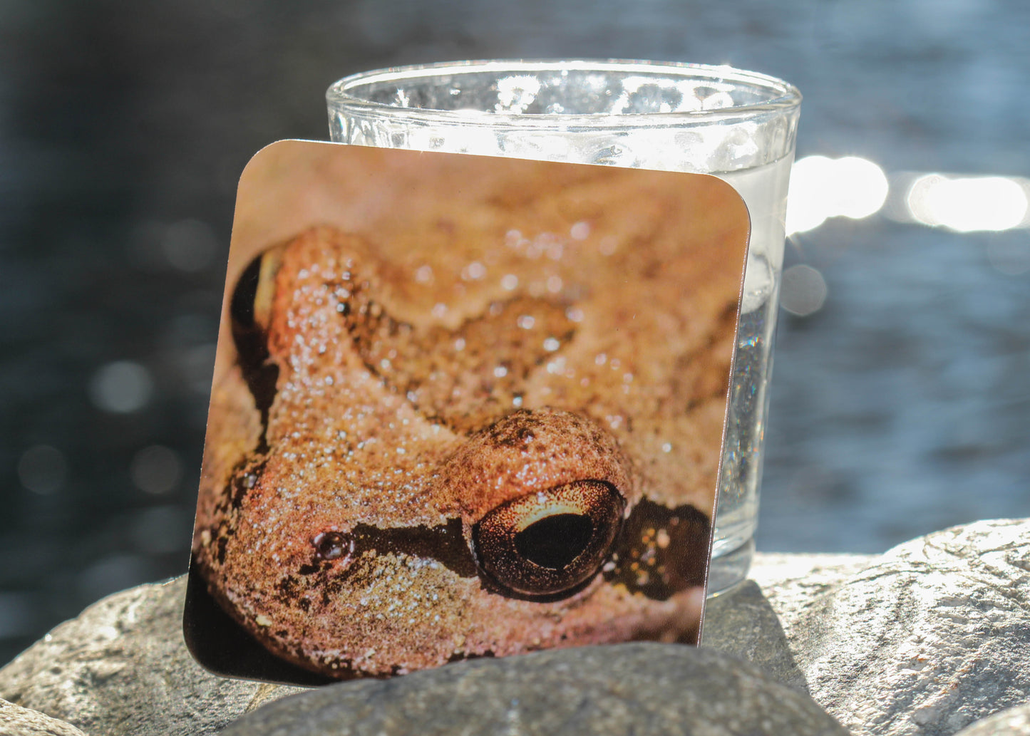 Wildlife Coasters