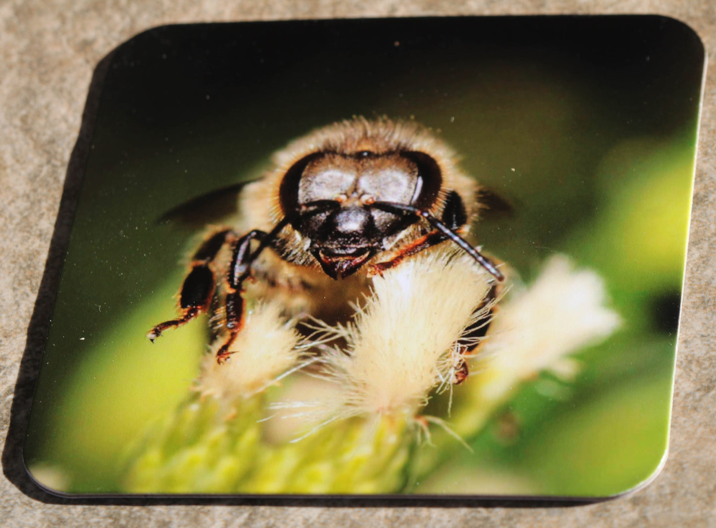 Wildlife Coasters Set of 4