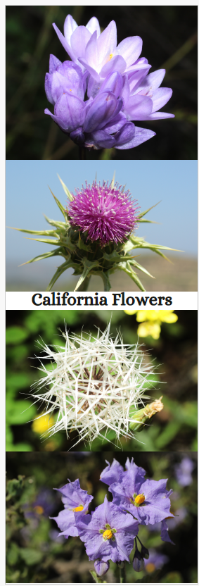 California Flowers Bookmark
