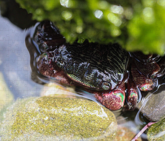 Custom Wildlife Puzzle