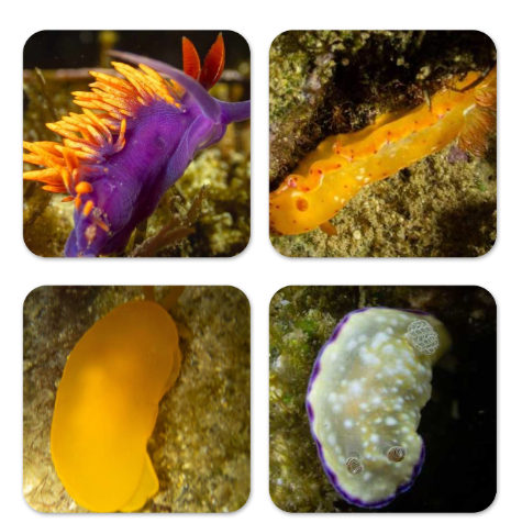 Nudibranch Coaster Set (4 Pack) 🌊