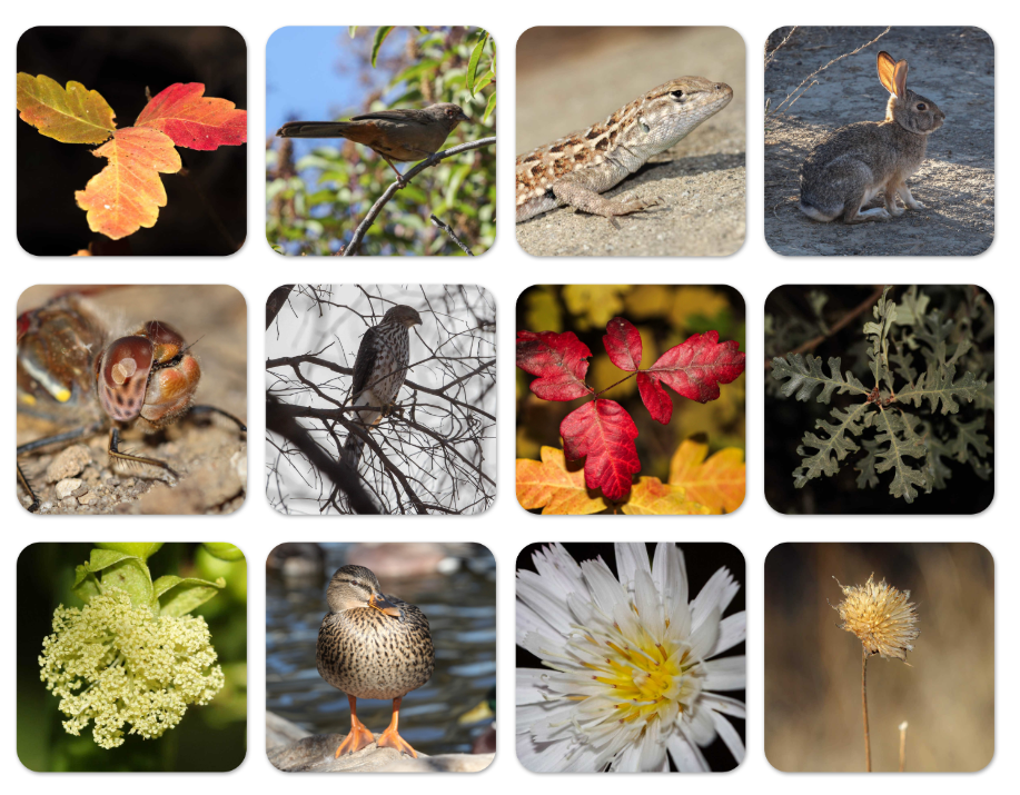 Wildlife Coasters Set of 4