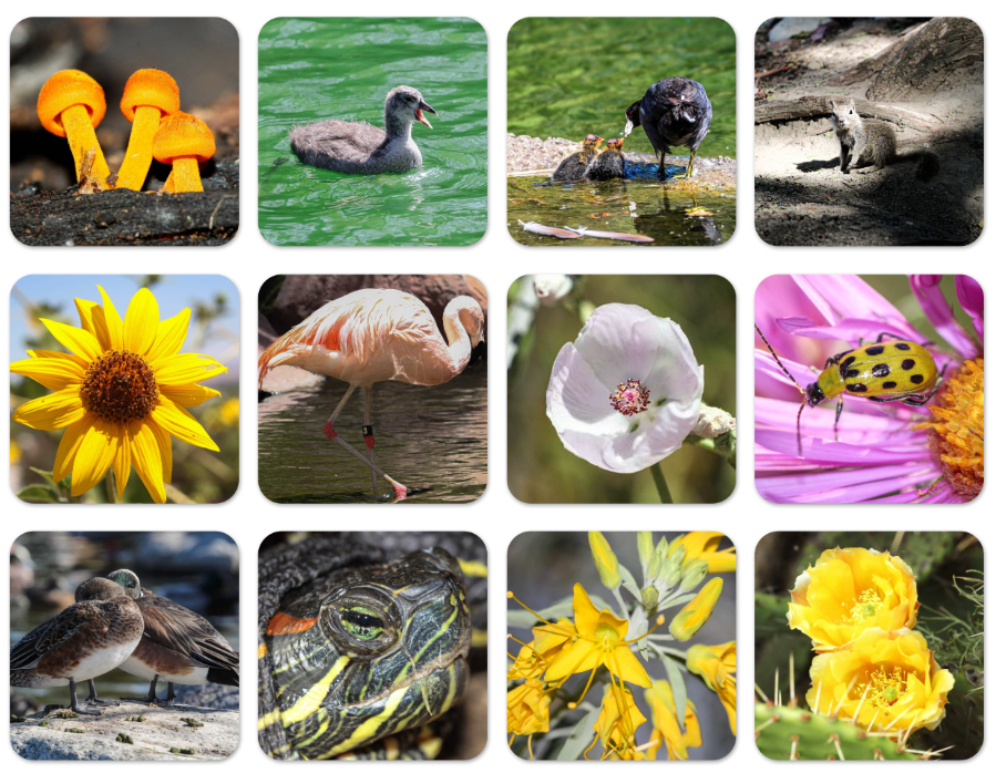 Wildlife Coasters Set of 4