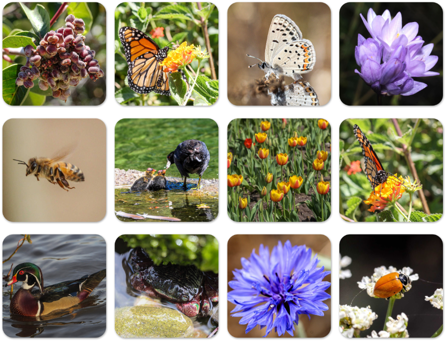 Wildlife Coasters Set of 4