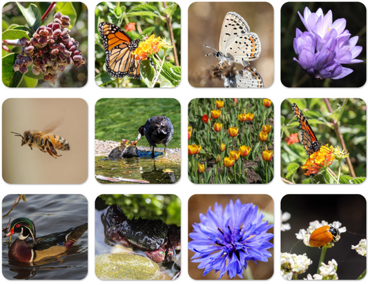 Wildlife Coasters Set of 4