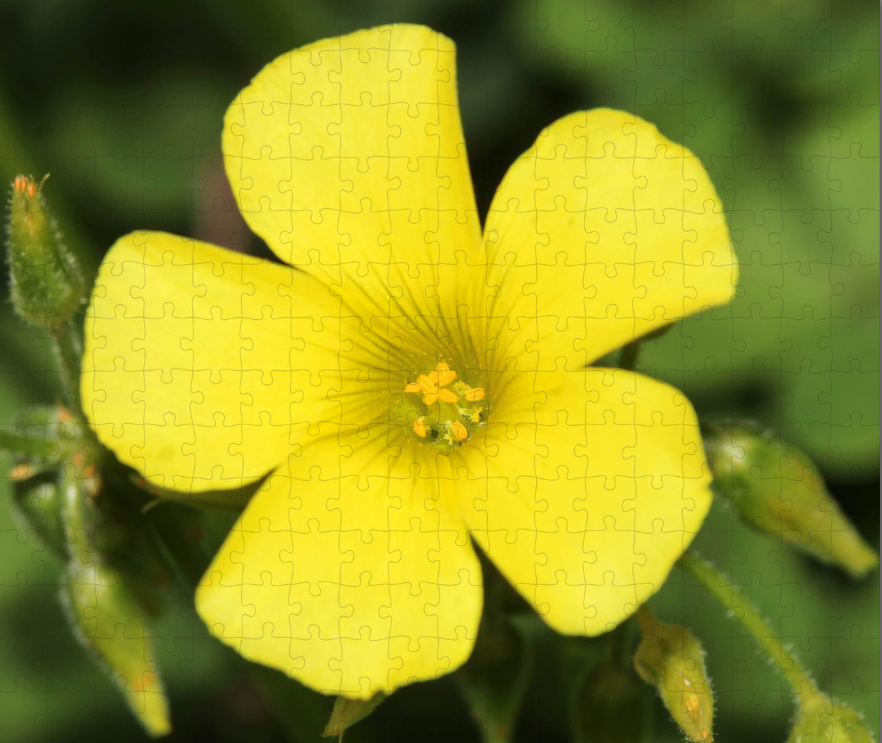 Custom Wildlife Puzzle