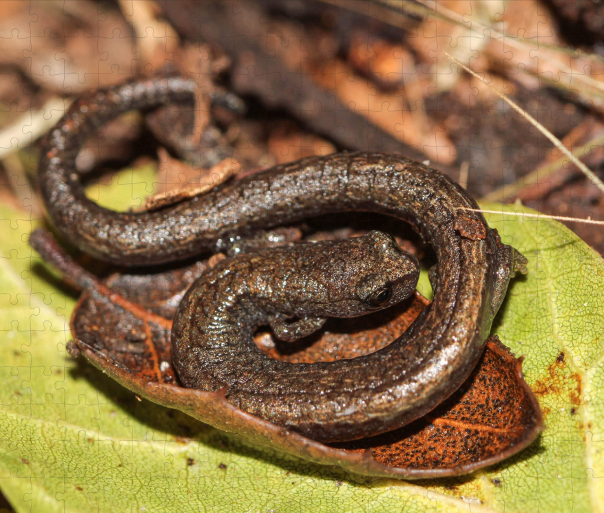 Custom Wildlife Puzzle