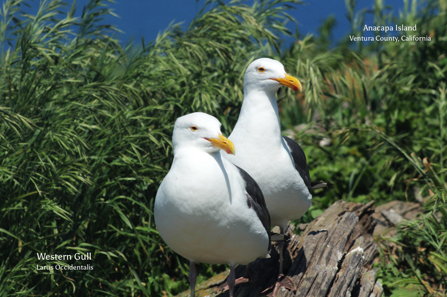 Western Gull Post Card