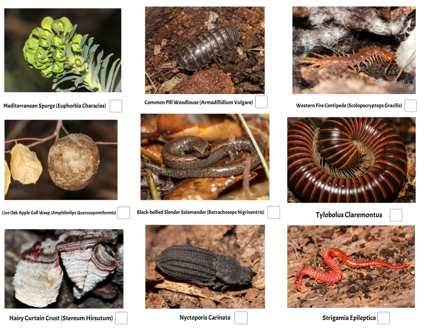 Triunfo Canyon Park Trail Guide