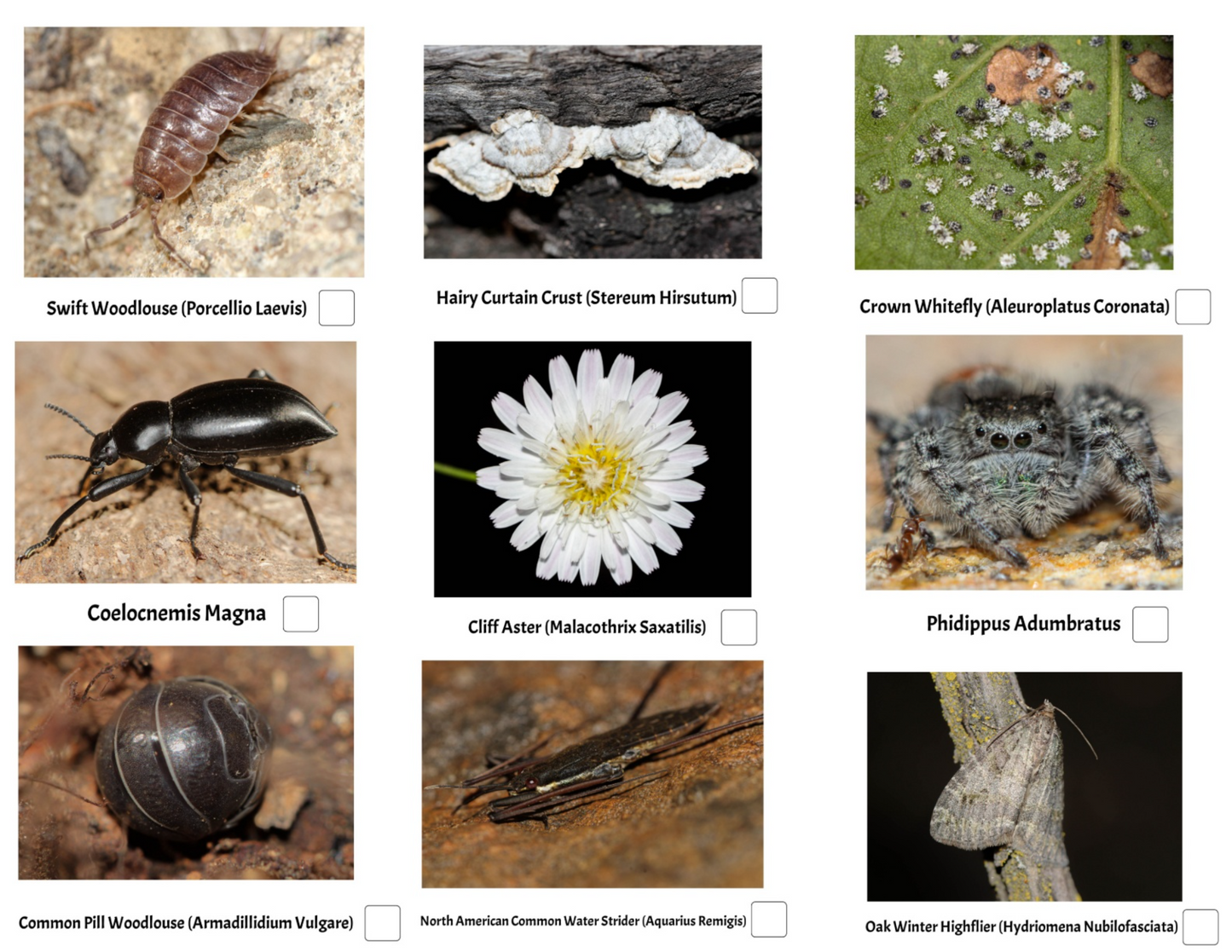 Windmill Trail Hiking Guide #2