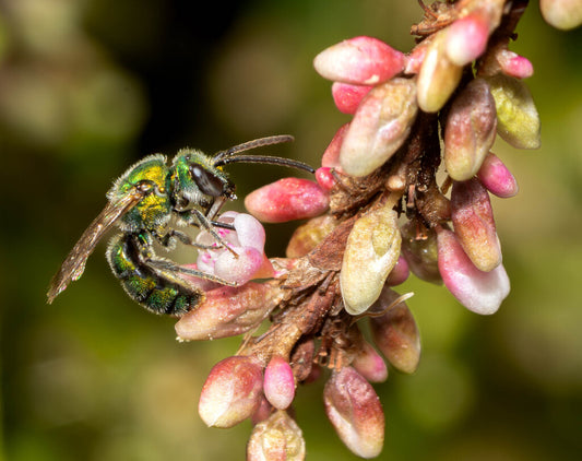Peridot Sweat Bee Prints