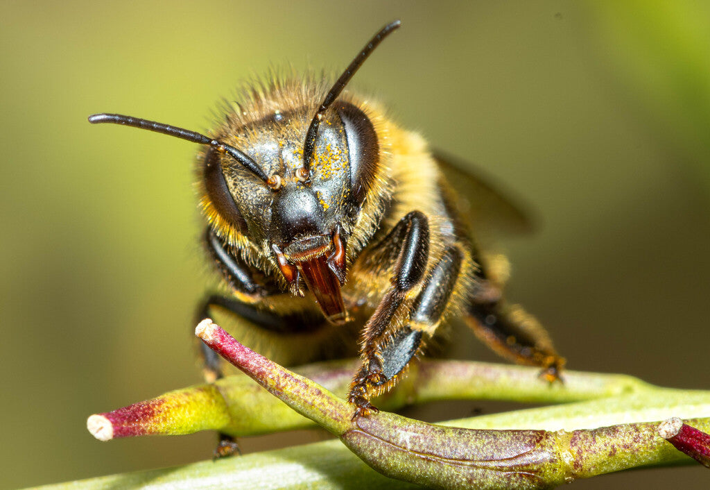 Western Honey Bee Prints