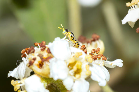 Rhus Fairy Bee Prints