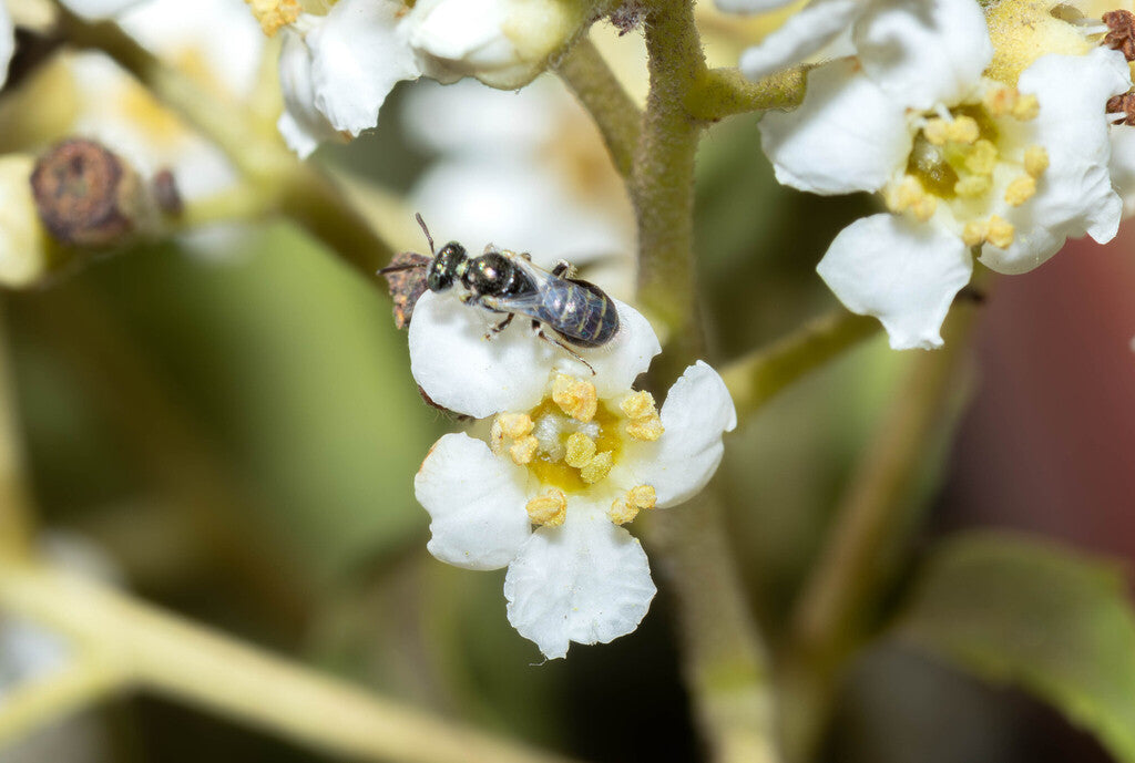 Rhus Fairy Bee Prints