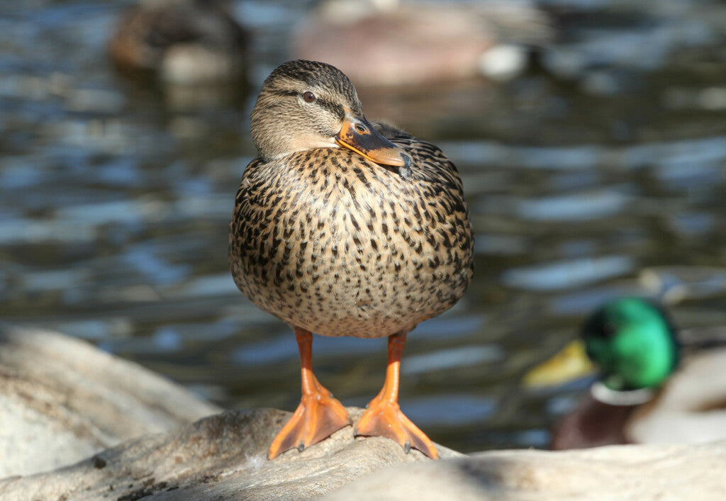 Mallard Prints