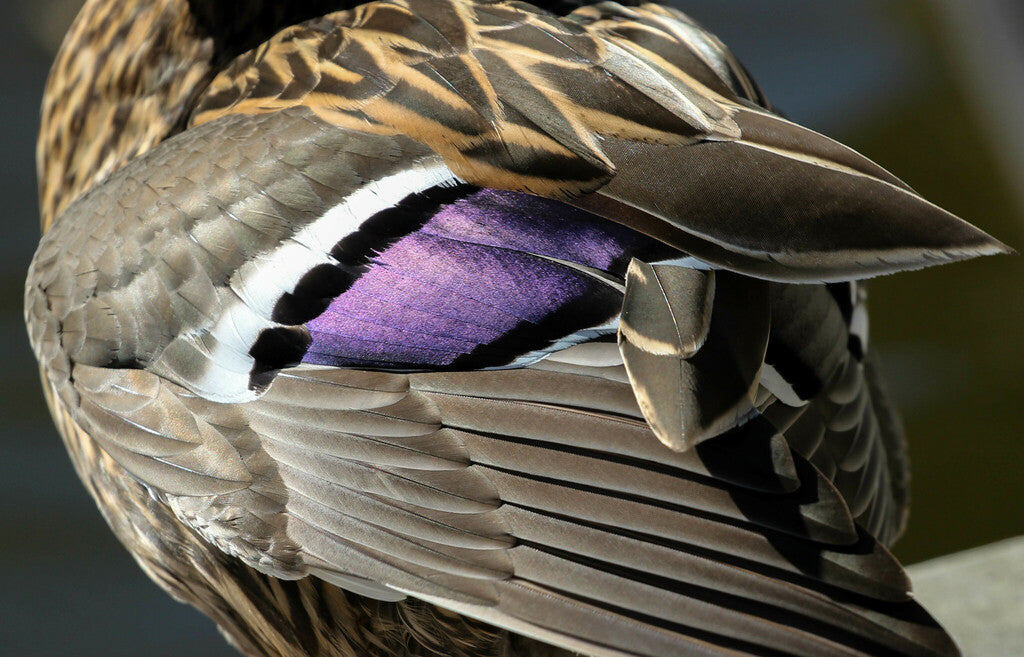 Mallard Prints