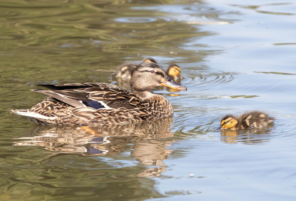 Mallard Prints