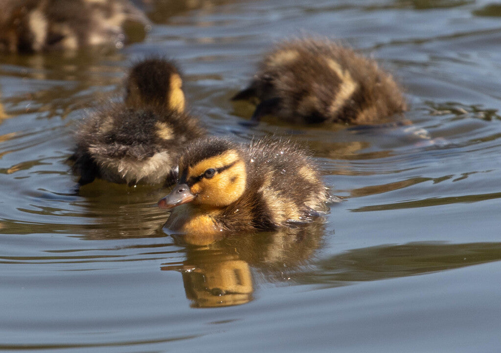 Mallard Prints