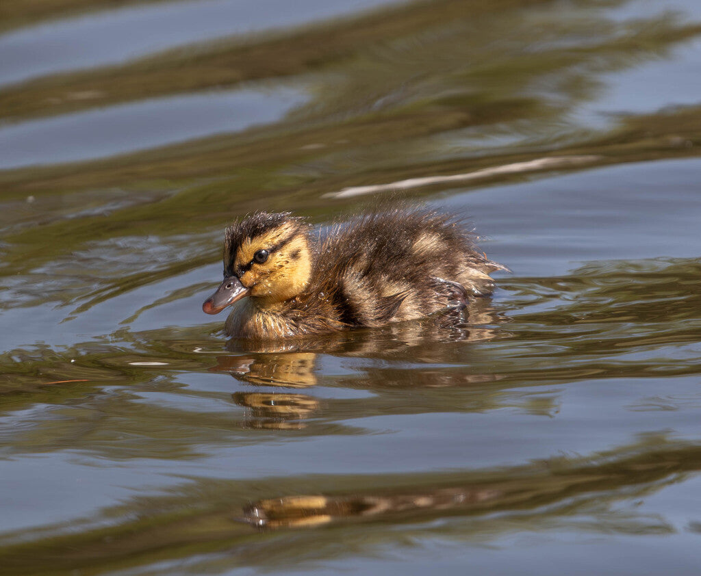 Mallard Prints