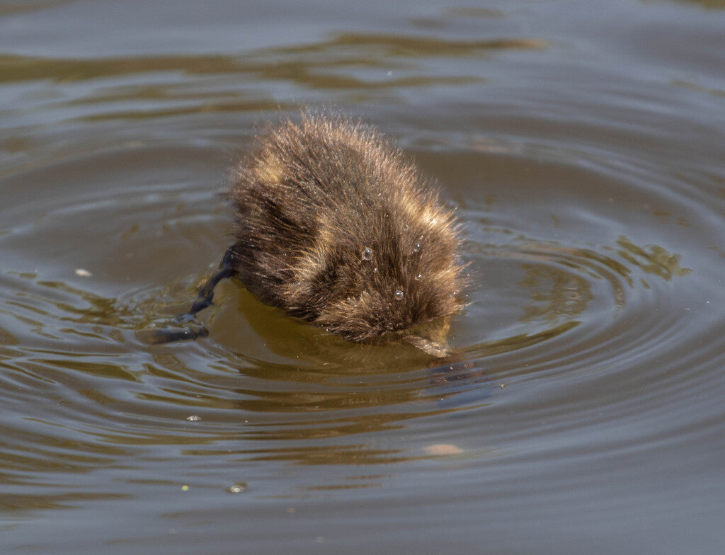 Mallard Prints