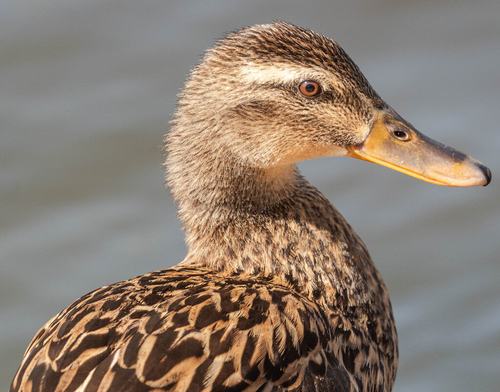 Mallard Prints