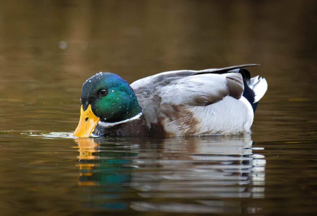 Mallard Prints