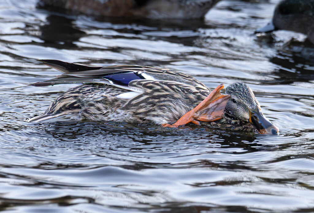 Mallard Prints