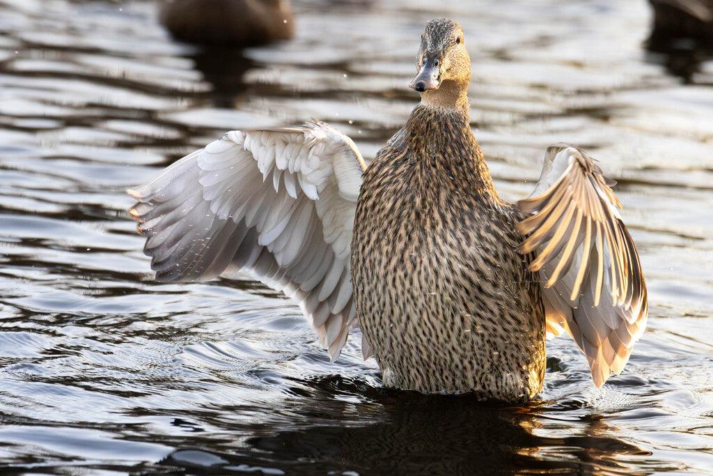 Mallard Prints
