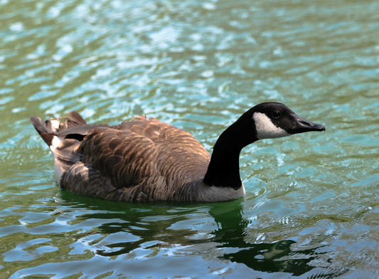 Canada Geese Prints