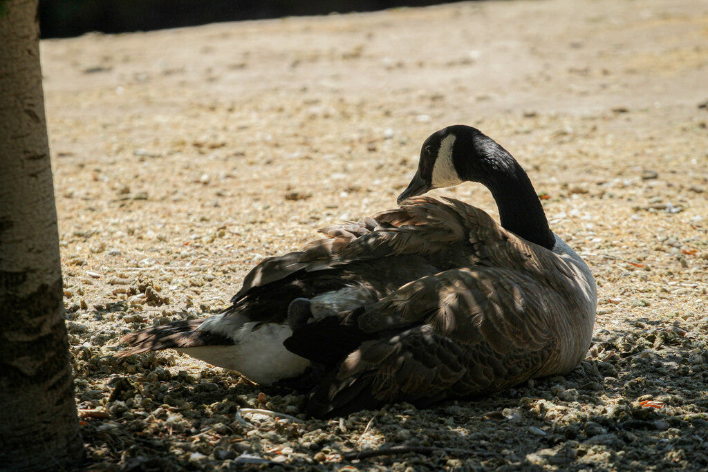 Canada Geese Prints