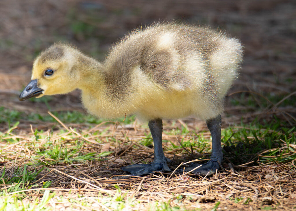 Canada Geese Prints