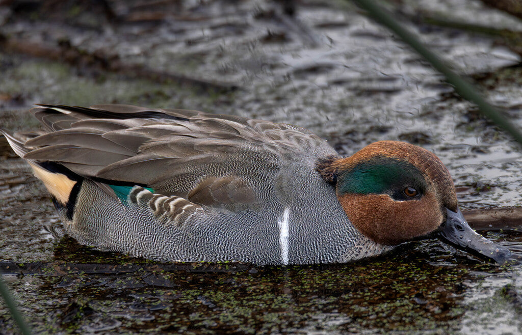 Green-winged Teal Prints
