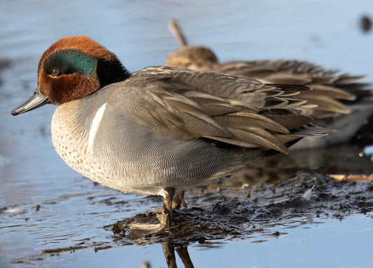 Green-winged Teal Prints