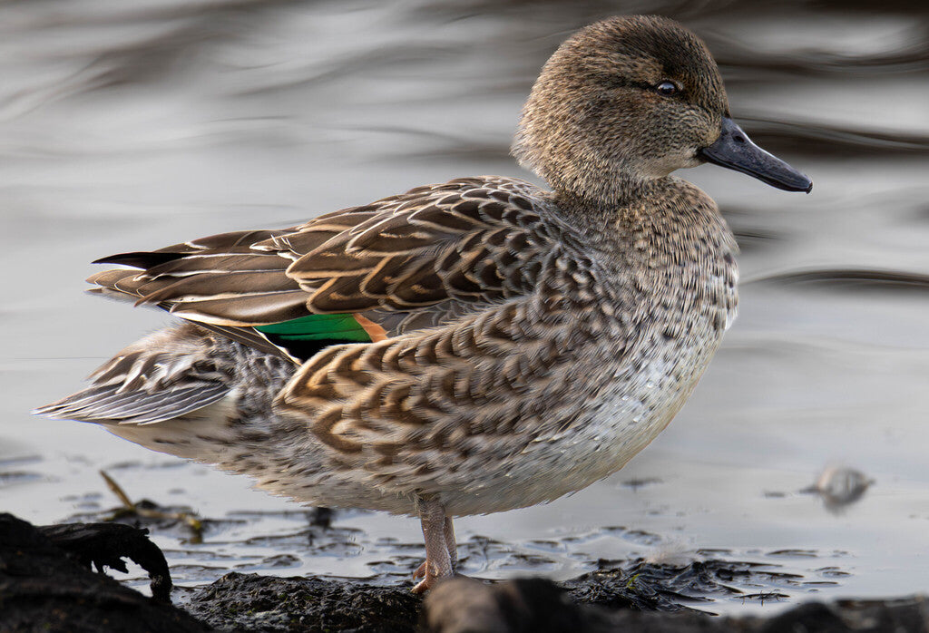 Green-winged Teal Prints