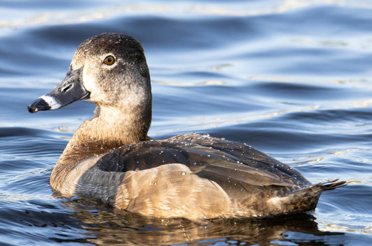 Ring-necked Duck Prints
