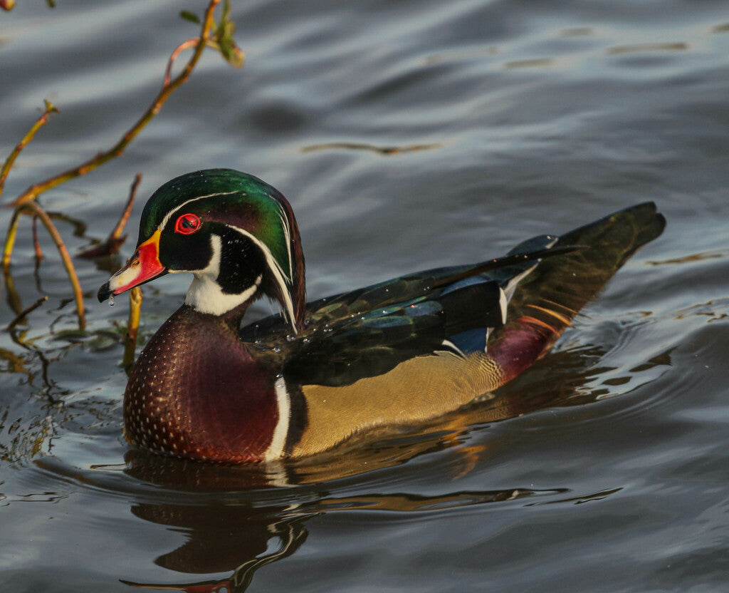 Wood Duck Prints