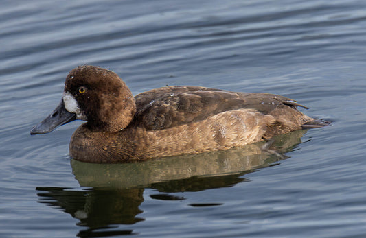 Greater Scaup Prints