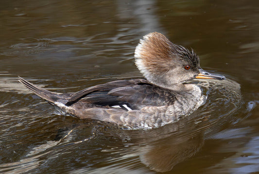 Hooded Merganser Prints