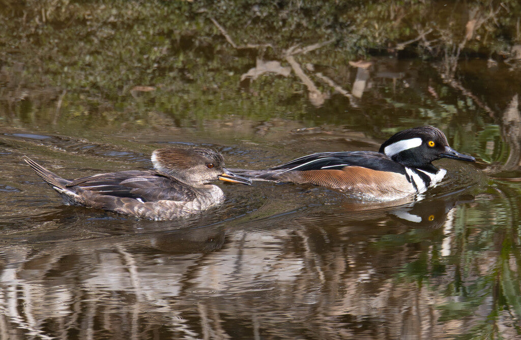Hooded Merganser Prints