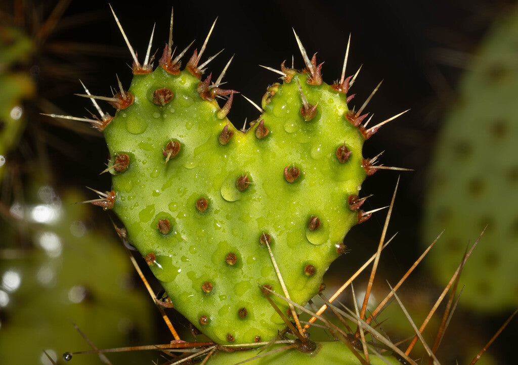 Coastal Pricklypear Prints