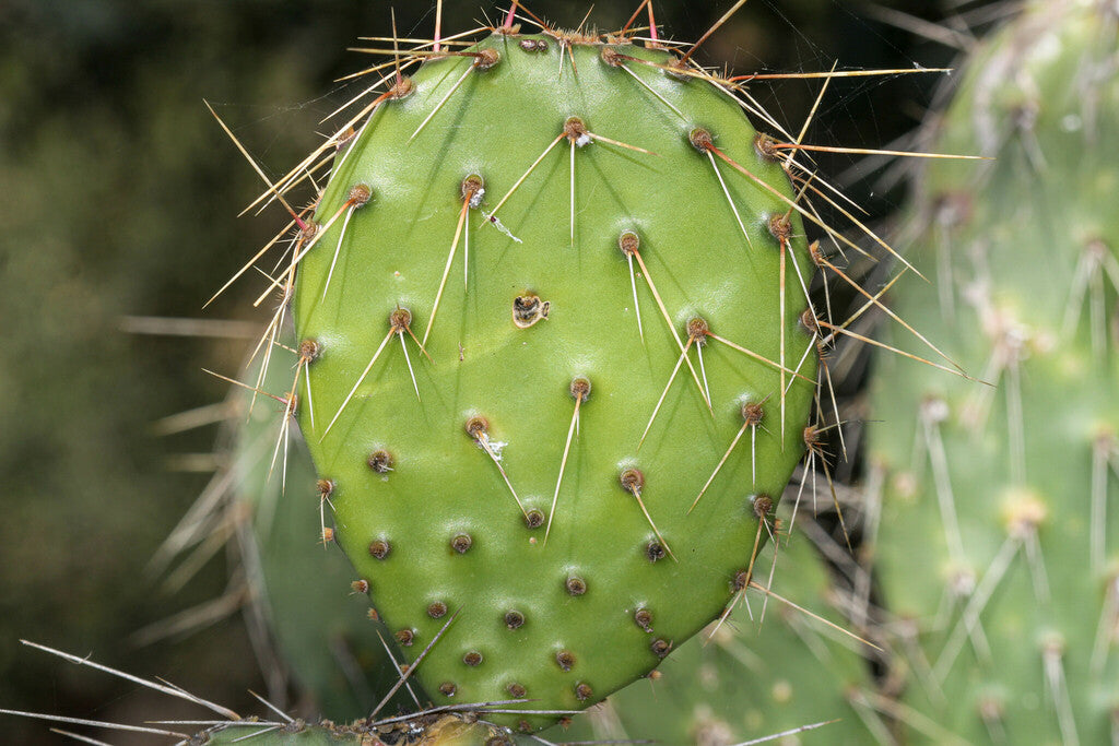 Coastal Pricklypear Prints