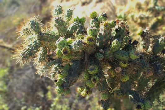 Coast Cholla Prints